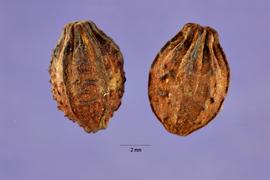   Fruits:   Mirabilis jalapa ; Photo by J. Hernandez, USDA-NRCS Plants Database
